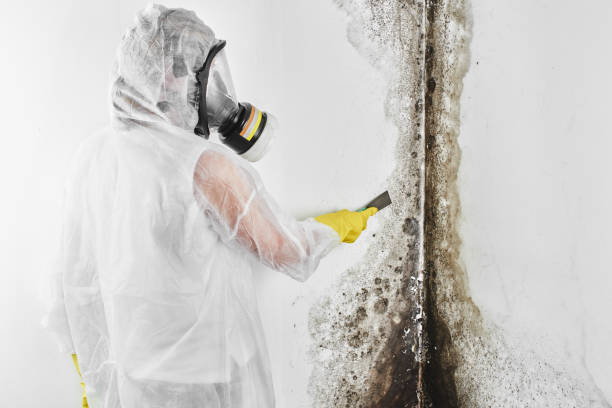 Home Mold Removal in Morganton, NC