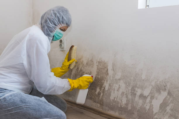  Morganton, NC Mold Removal Pros