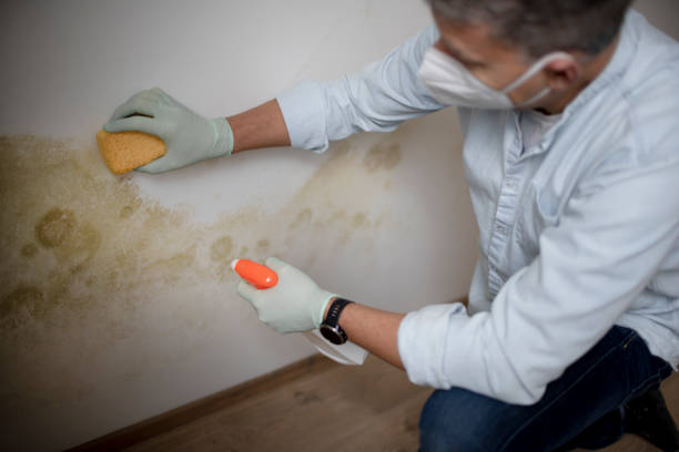 Best Local Mold Removal Service  in Morganton, NC
