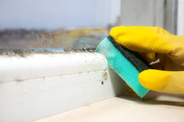 Best Mold Removal Company Near Me  in Morganton, NC