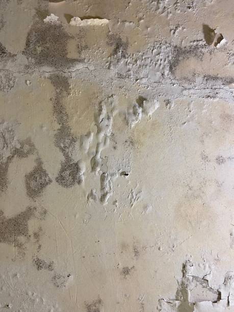 Best Mold Remediation  in Morganton, NC