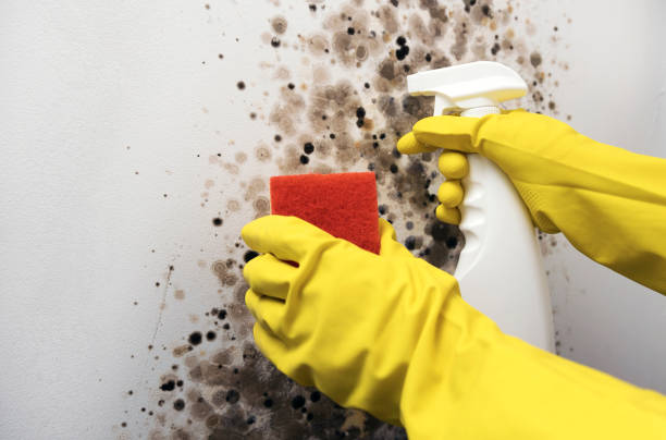 Best Mold Cleaning Services  in Morganton, NC