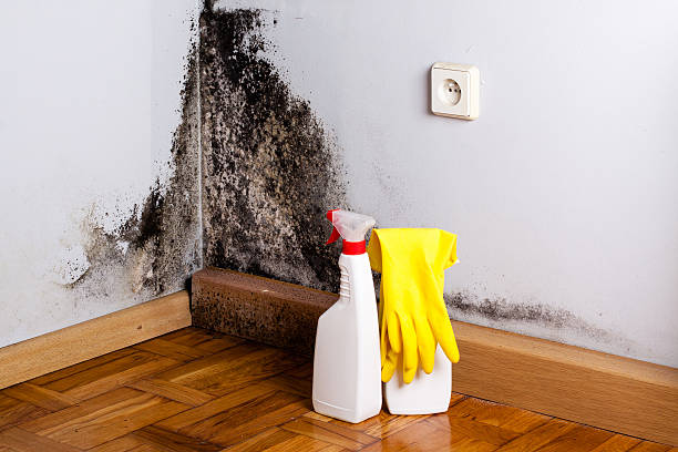 Best Professional Mold Removal  in Morganton, NC