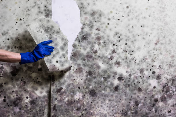 Best Mold Testing  in Morganton, NC