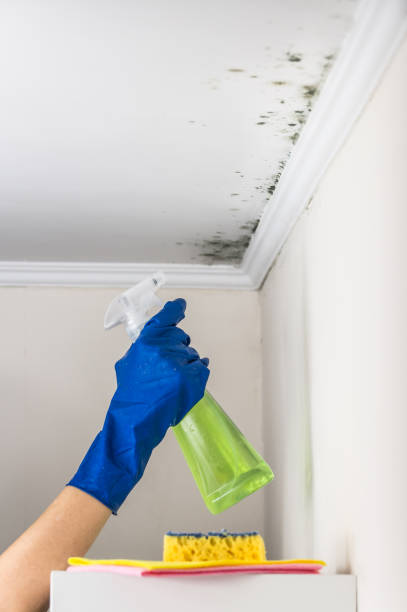 Best Mold Damage Repair  in Morganton, NC