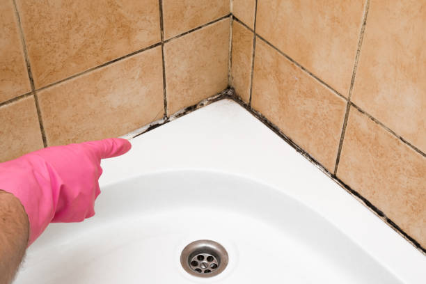 Best Mold Cleaning Services  in Morganton, NC